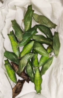 3 случайные породы куколки