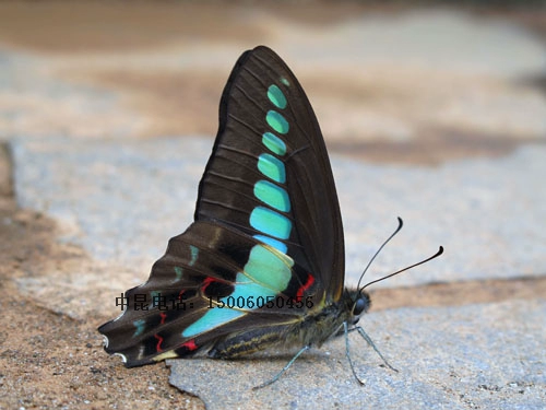 Зеленая порошка бабочка живой бабочки Большая бабочка плюс Matsus capylosa ilkworm дети Sugarbao Butterfly Egg