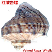 Natural conch hermit crab red Zou Yan snail ancient snail sea cucumber flower spotted snail send aquarium fish tank landscape shell