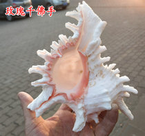 Natural rose thousand Buddhas hand snail snail snail crab snail unicorn conch fish nest to avoid aquarium fish tank landscape