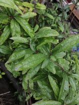 Wooden branch King King pomegranate wood multi-son multi-Fu cultural goods solid wooden board villain carving wooden stick customization