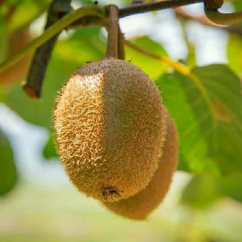 Xu Xiangqi Yiguo 4 5 catty of fresh fruit Qinling Mountain Lower farmhouse Self-produced Chipagian Shaanxi An Zhou to the Origin Direct