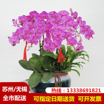 Suzhou Phalaenopsis flower potted high-grade green plant large bonsai real orchid opening gift indoor living room New year curd