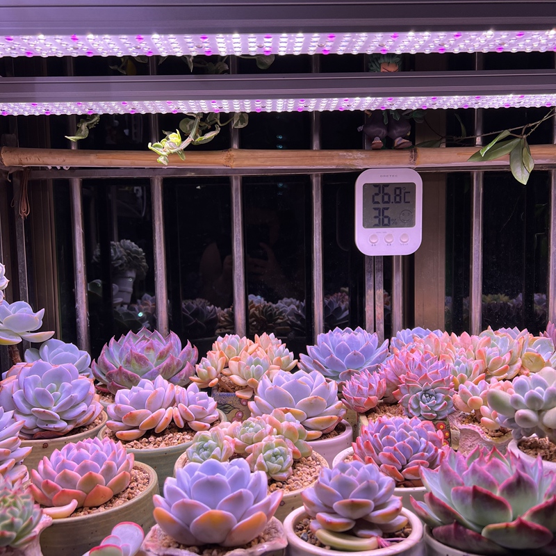 Liyangting T36-T18 Succulent Green Plant Indoor Full-Spectrum Spotlight Lens Imitating Sun Anti-Frequency Coloring Fill Light