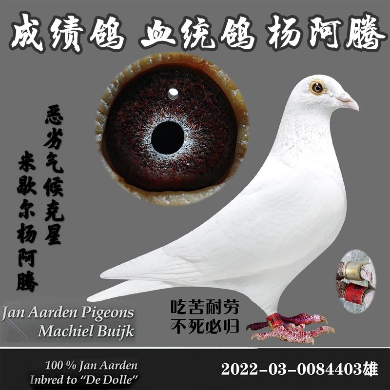华北赛鸽信鸽基地