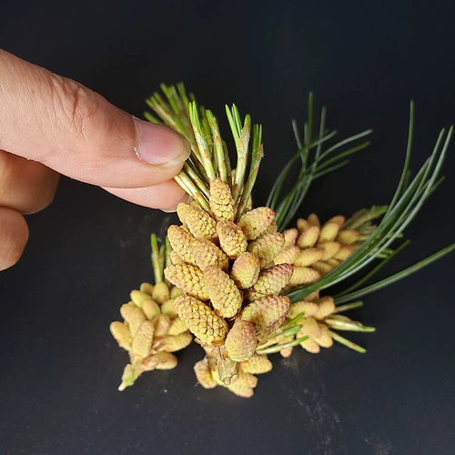 Свежий порошок сосновой сосны Чанбай теперь принимает 500 граммов беспрепятственных цветов сосновой точки, бесплатная доставка