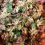 Свежий порошок сосновой сосны Чанбай теперь принимает 500 граммов беспрепятственных цветов сосновой точки, бесплатная доставка