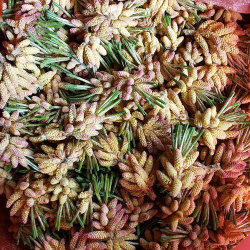 Свежий порошок сосновой сосны Чанбай теперь принимает 500 граммов беспрепятственных цветов сосновой точки, бесплатная доставка