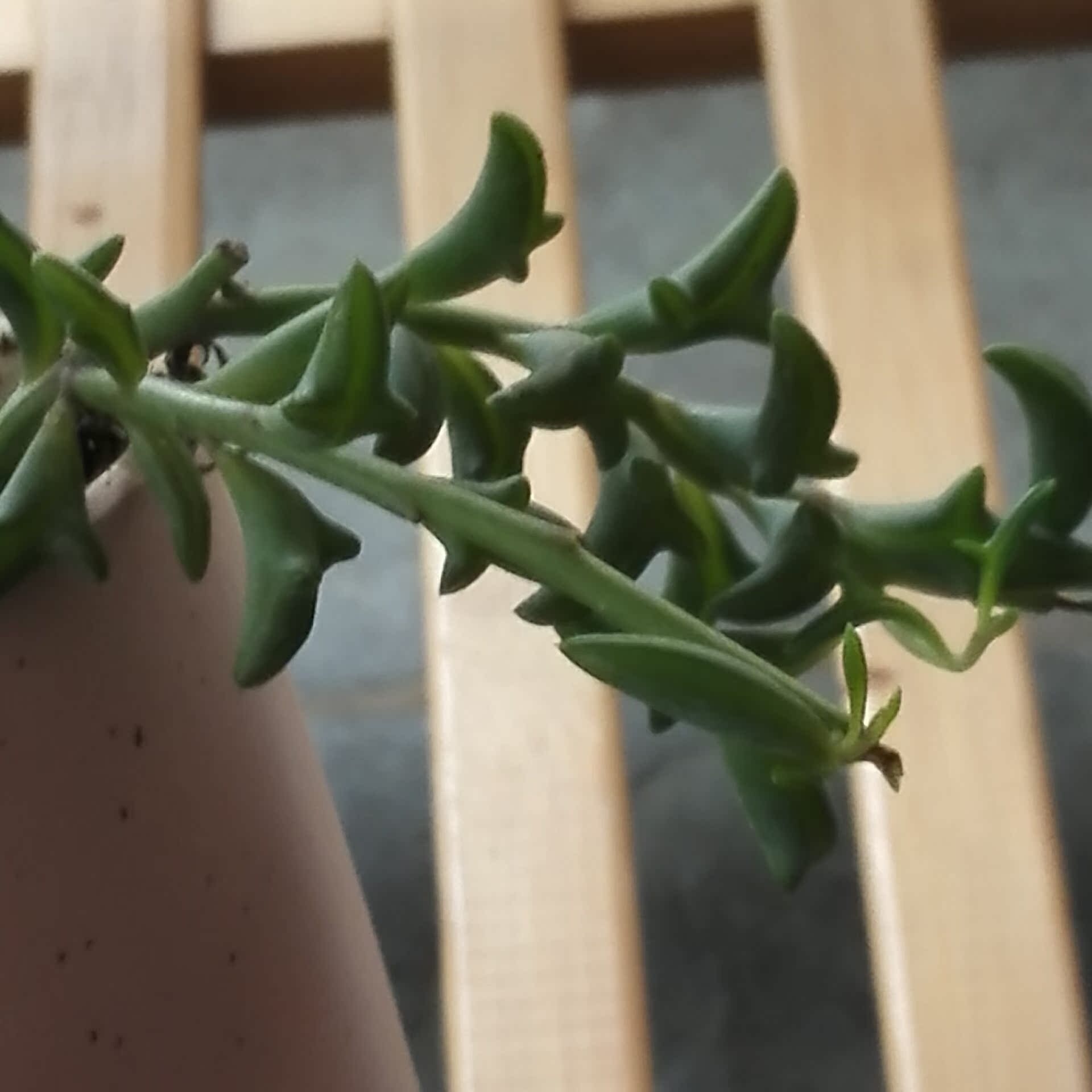 現貨海豚弦月日本進口三爪上弦月小海豚多肉植物5cm帶根 現貨海豚弦月日本進口三爪上弦月小海豚多肉植物5cm帶根
