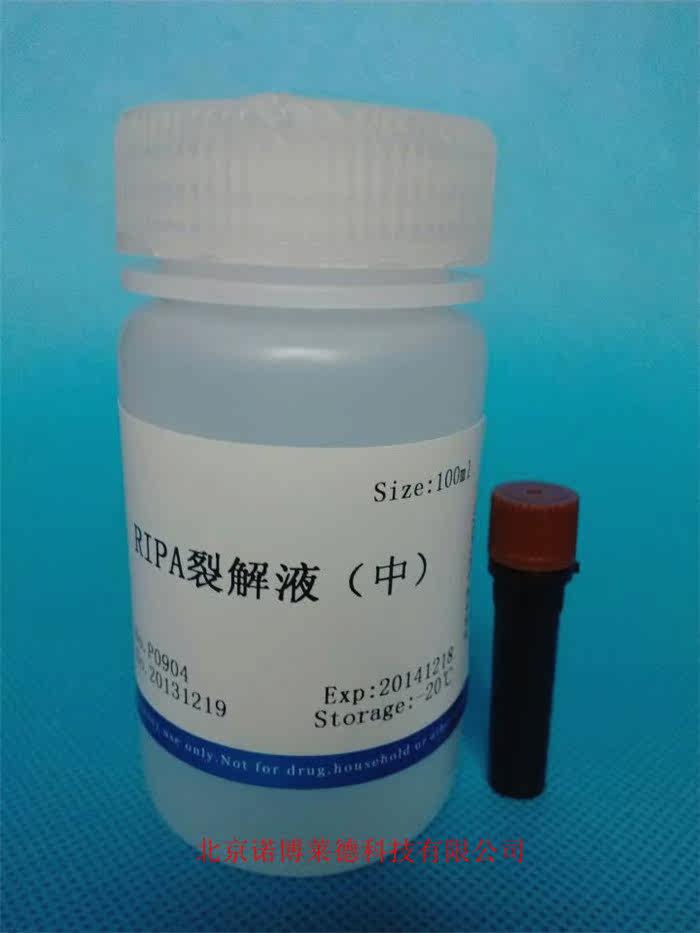 RIPA裂解液（中）100ml  现货包邮 P0904
