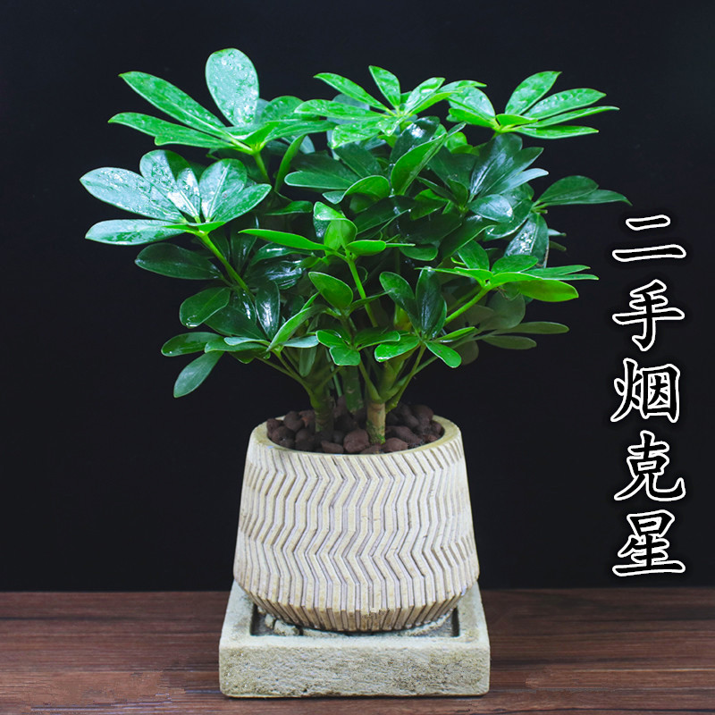 Smoking secondhand smoke other than smoke-flavored plant potted plants to absorb carbon dioxide smoke-flavored plants to purify the air A