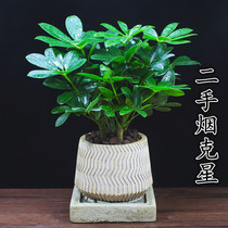 Smoking secondhand smoke deodorant plants potted green plants absorb carbon dioxide smoke smell plants to purify the air A