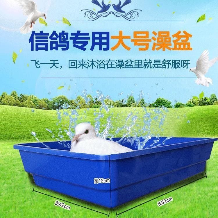 Pigeon Bathtub Pigeon Bathtub Pigeon Pigeon Special Large Bathtub Bathtub Meat Pigeon Bathtub Pigeon Set