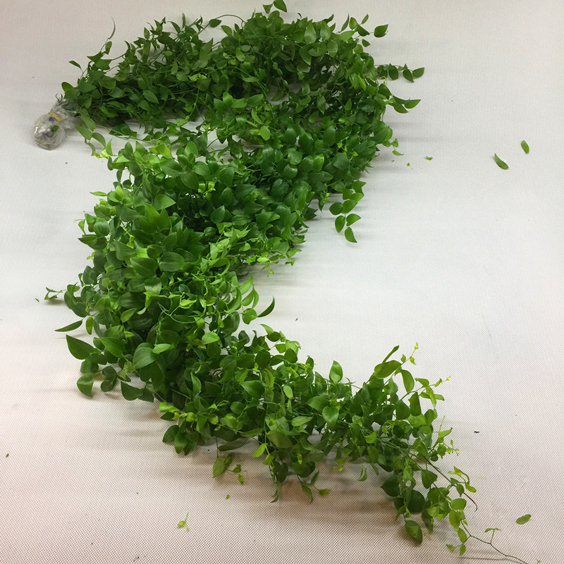 Broad-Leaf Five-Bamboo Lucky Star Ivy Fresh Cut Leaves Without Roots, Direct Delivery from Shanghai, Paired with Leaves from Jiangsu, Zhejiang, Shanghai, and Anhui, Two Bundles with Free Shipping