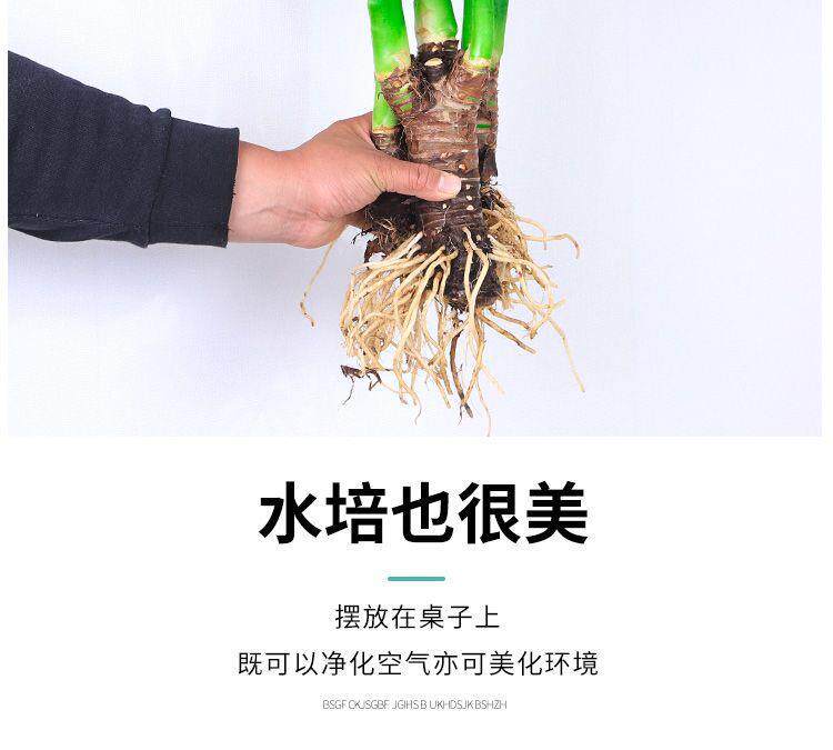 详情图11.jpg