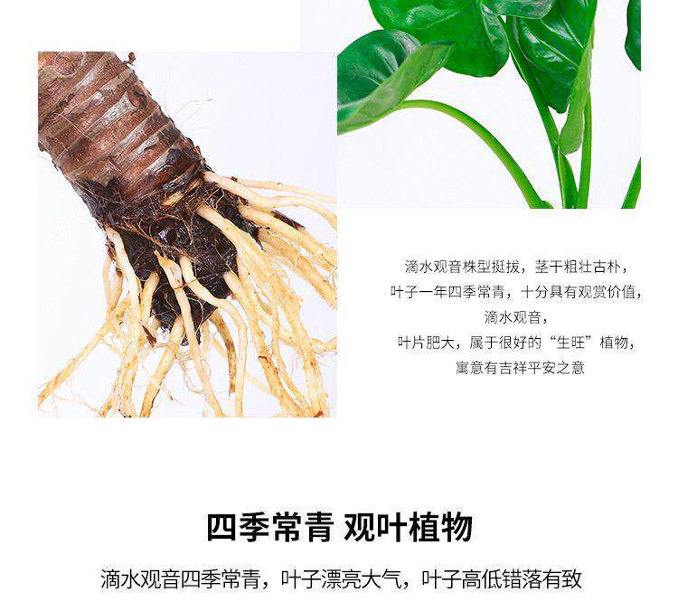详情图5.jpg