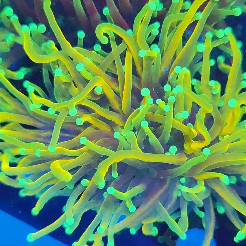 珊瑚 ？中古品2 珊瑚帯留2◇赤珊瑚 コーラルサンゴ16.6ｇ細密彫◇アンティークさんご