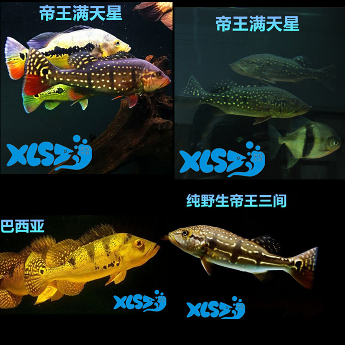 Wild Bassia Ornamental Fish Gold Three Blue Sails Five Eyesare Ancient Emperors King 24k Yellow Transport Bag Live