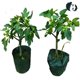 Fig seedlings with soil four seasons potted plant year results super large Boji red dwarf medium purple fig seedlings