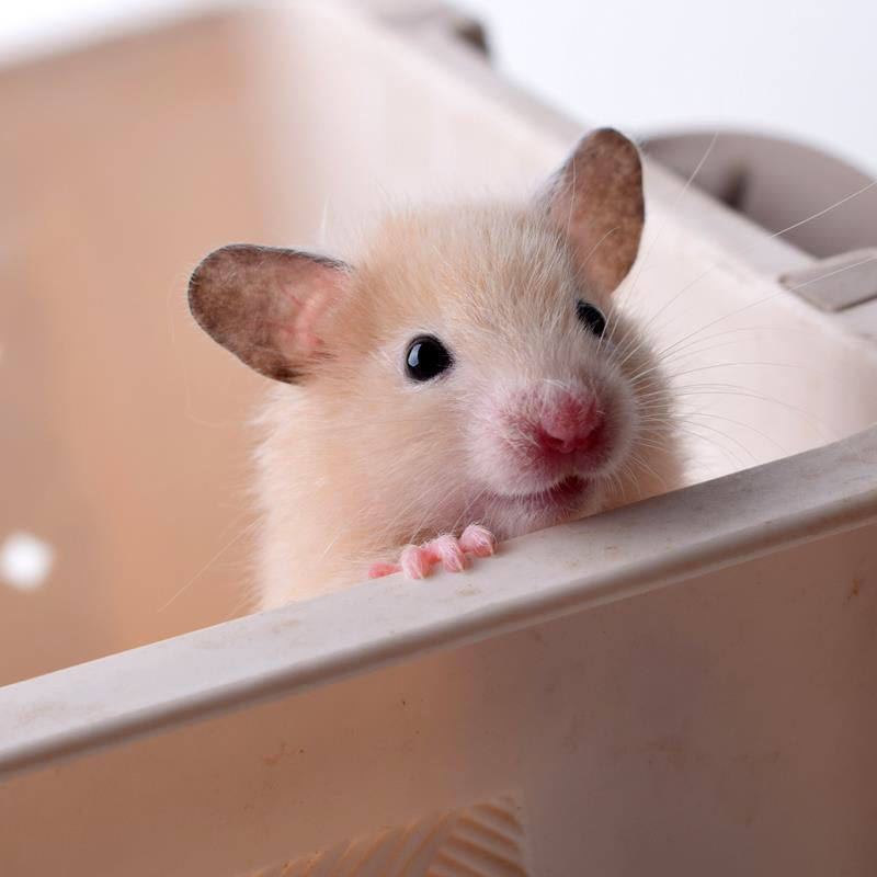 Small hamster pet live cub baby cute milk milk tea golden bear eye circle doll living creature a couple