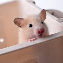 Small Hamster Pet Living Cub Baby Cub Baby Cute Dairy Milk Tea Golden Silk Bear Eye Circle Paparazzi a couple