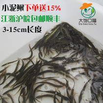 Fishing Small Clay Loach Fry Loach Fry Living Green Loach Mud Loach Breeding Dragon Fish Fish Grain Avocado Map Parrot Feed