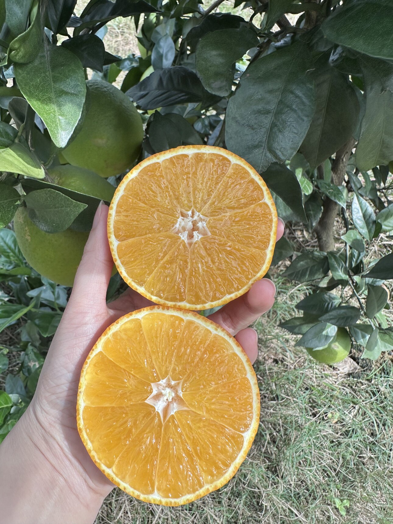 汪家水果
