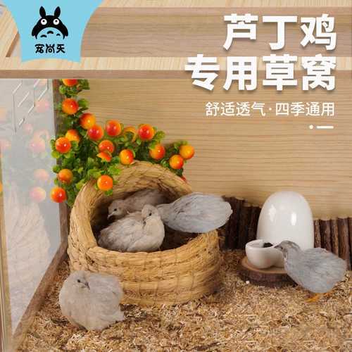Pet Shangtian Luding Chicken Cao Cao Cao Cao Cao куриный дом яичный голубите