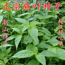 Jute leaf seeds hemp leaf seeds hemp leaf seeds hemp leaf species Egyptian Emperor vegetables wild hemp baby vegetables jute vegetable seeds