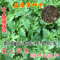 Chinese herbal medicine seeds motherwort seeds vegetable seeds edible motherwort green vegetables seeds cold and Yin