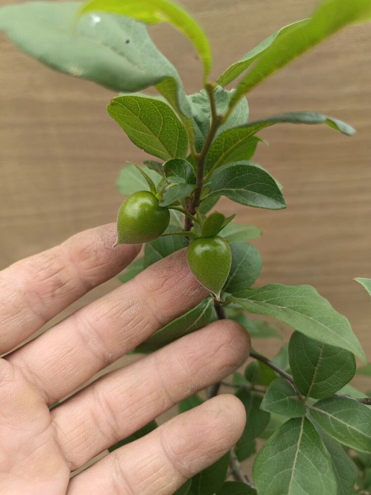 拾拙小居