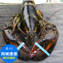 Half grid green American imported seafood Boston Lobster Oversized lobster Live lobster Canadian raw lobster