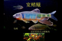 Native fish stream cold water Chinese ornamental fish rainbow fish fish fresh water rare fish live fish resistant to live Peach Blossom Fish