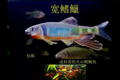 Native fish Stream cold water Chinese Ornamental fish Rainbow fish Domestic fish Freshwater Rare fish Live fish Resistant live Peach blossom fish