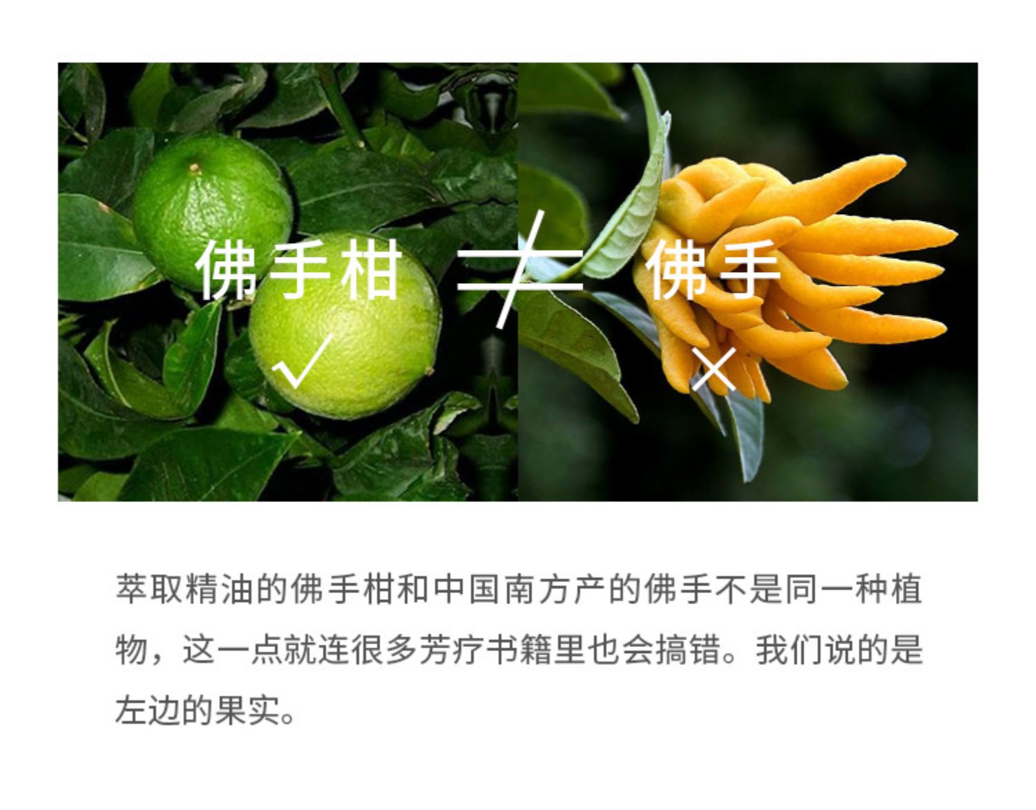 Fangyanshe bergamot tinh dầu đơn phương hương liệu tinh khiết thanh lịch làm dịu giấc ngủ giúp kiểm soát dầu lỗ chân lông Bergamot - Tinh dầu điều trị tinh dầu xông