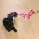 Yanghe Antique Mud Color+Phalaenopsis