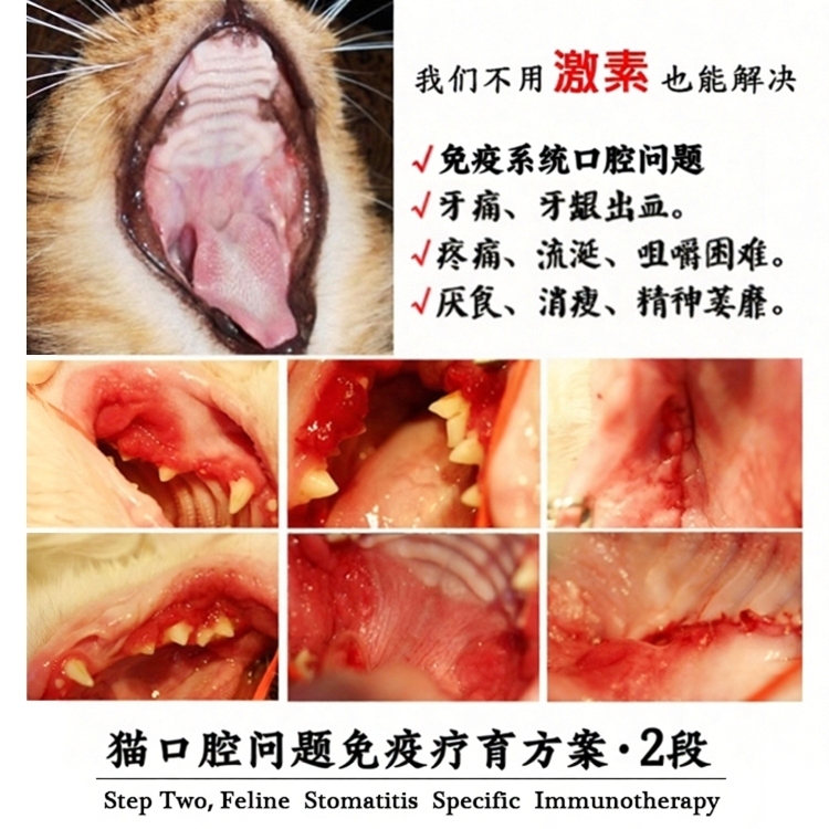 Cat Cup-Shaped Treat for Oral Ulceration, Treatment for Hyperplasia, Pain, Drooling, Anorexia, and Immune Therapy Plan