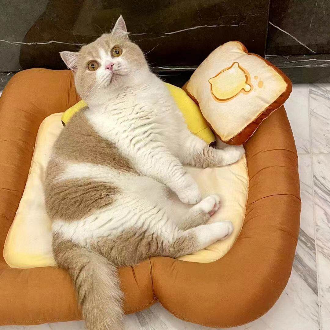 Toast Toys don't back up and don't change cat mint toys.