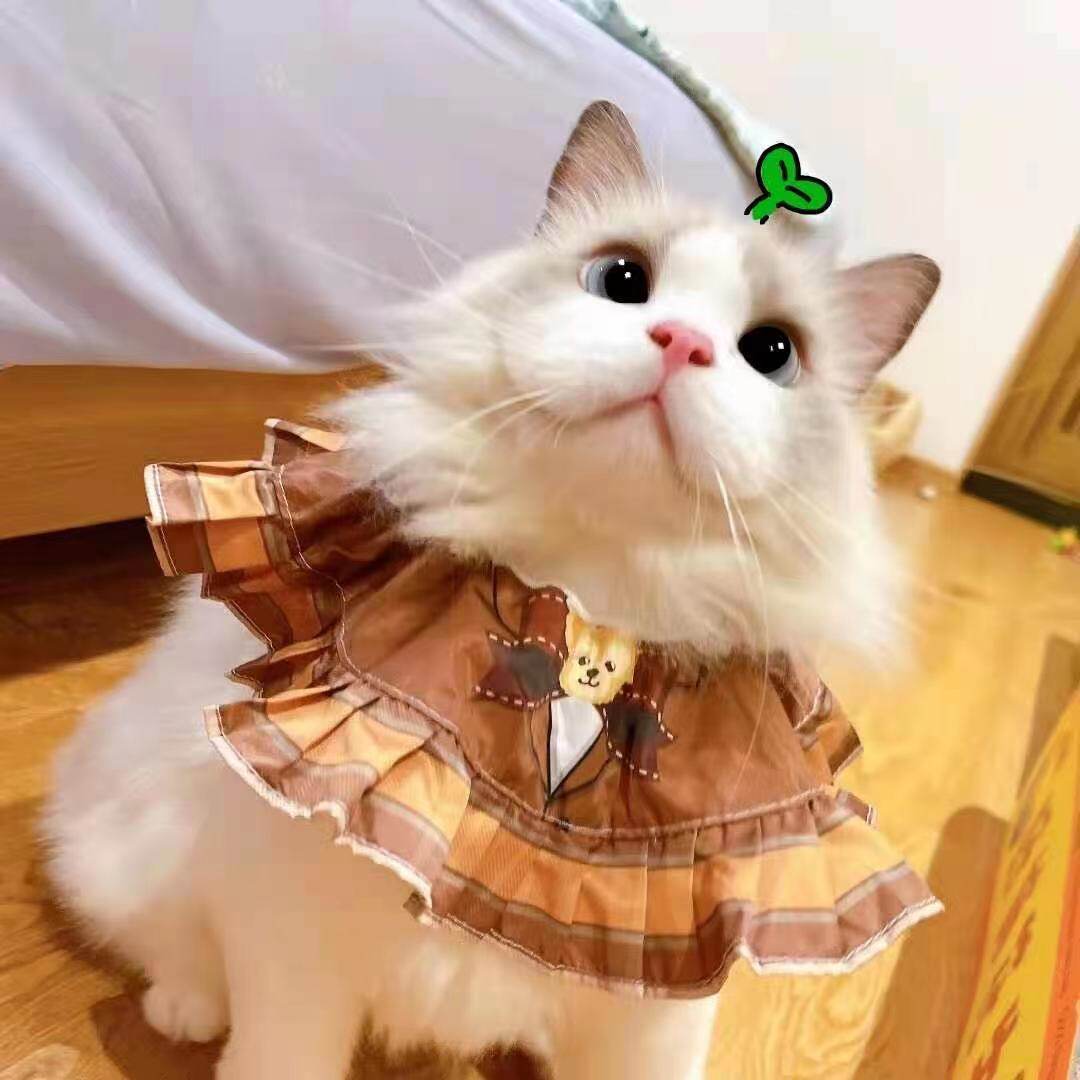 Small kitty's big beautiful solid F4 bear mouth water chicken (spot 3 days hair)