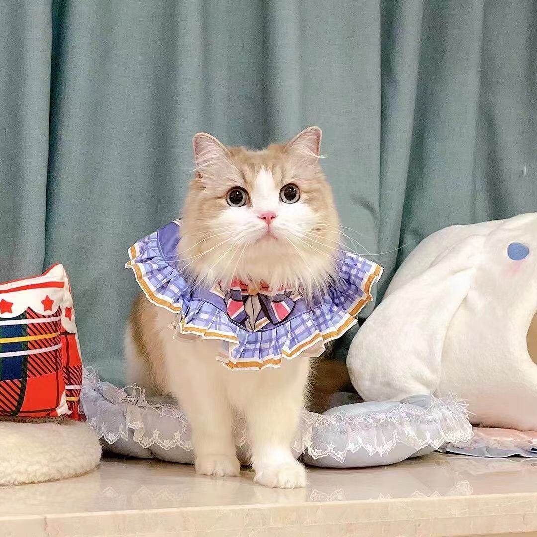 Large Ear Dog's Uniform Seductive to Big Pretty Saliva Chicken (spot 3 days hair