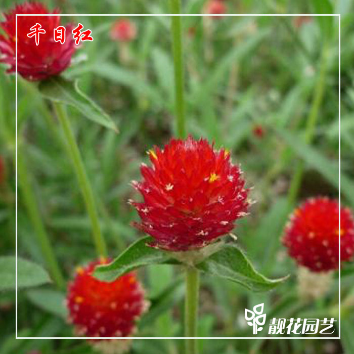 矮千日紅千日紫花種子1克四季易種易活盆栽花卉種子春季景觀花海 矮千日紅千日紫花種子1克四季易種易活盆栽花卉種子春季景觀花海