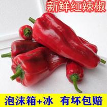 Hubei fresh red chili pepper chop pepper pepper big pepper jar pepper homemade chili sauce is now picked 3 pounds