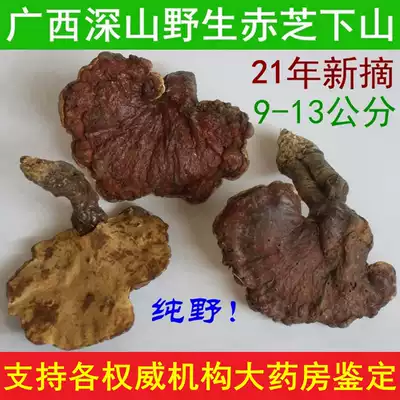 Picking Guangxi deep mountains pure wild Ganoderma lucidum traditional nourishing tea 9-13cm250G