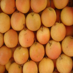 21 years northeast Fresh South fruit pear Nanguo pear Anfruit pear listed for 5 catties 39 99