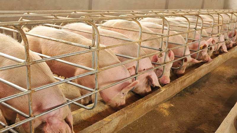 由于猪肉价格十分低迷，中国将再次从当地生产商和贸易商那里...