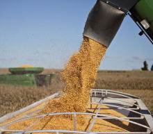 小麦替代玉米也抑制了对玉米的需求。在粮食主产区河南，小麦价格玉米便宜约...