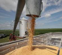 由于主要出口国巴西的收割延迟，预计中国的大豆压榨商将在未来几个月大幅削减生产，推高价格并可能导致库存减少...