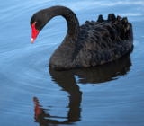 综合华尔街日报和路透社消息，美国大型石油公司雪佛龙公司（Chevron Corp.）周二...