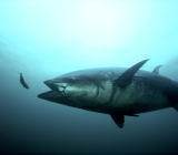 美元周一收跌。因中国出口意外下降引发了对全球第二大经济体放缓的担忧，激发避险操作，美元承压；并且尽管中美贸易谈判乐观前景、但美联储加息预期骤降以及经济...