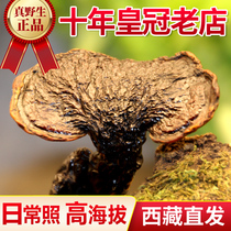 Tibet straight hair wild Ganoderma lucidum black Ganoderma lucidum authentic Tibetan wild dry goods whole red Ganoderma lucidum wild pruning